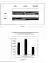 Fig. 09 - Methods and use of inducing apoptosis in cancer cells