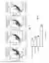 Fig. 17 - METHODS AND PRODUCTS FOR TREATING PROLIFERATIVE DISEASES