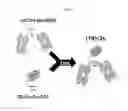 Fig. 02 - COMBINATION THERAPY FOR INDUCING IMMUNE RESPONSE TO DISEASE