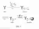 Fig. 02 - Radiolabeled active targeting pharmaceutical composition and the use thereof