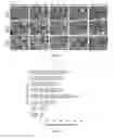 Fig. 04 - Poly(thioketal-urethane) scaffolds and methods of use