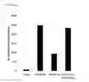 Fig. 23 - Anti-tumour response to modified self-epitopes
