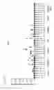 Fig. 28 - Anti-tumour response to modified self-epitopes