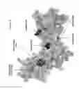 Fig. 22 - KIR3DL2 binding agents