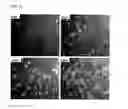 Fig. 07 - Method of manufacturing patterned substrate for culturing cells, patterned substrate, and patterned cell chip