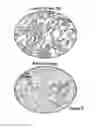 Fig. 08 - Method for isolation and purification of epithelial stem cells from skin
