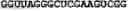 Fig. 16 - SDF-1 binding nucleic acids