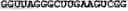 Fig. 17 - SDF-1 binding nucleic acids