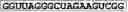 Fig. 19 - SDF-1 binding nucleic acids