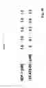 Fig. 38 - SDF-1 binding nucleic acids