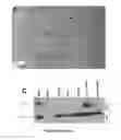 Fig. 09 - CONDITIONAL EXPRESSION OF TRANSGENES IN VIVO
