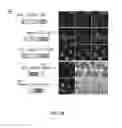 Fig. 04 - DELIVERY, USE AND THERAPEUTIC APPLICATIONS OF THE CRISPR-CAS SYSTEMS AND COMPOSITIONS FOR TARGETING DISORDERS AND DISEASES USING PARTICLE DELIVERY COMPONENTS