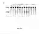 Fig. 09 - DELIVERY, USE AND THERAPEUTIC APPLICATIONS OF THE CRISPR-CAS SYSTEMS AND COMPOSITIONS FOR TARGETING DISORDERS AND DISEASES USING PARTICLE DELIVERY COMPONENTS
