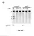 Fig. 40 - DELIVERY, USE AND THERAPEUTIC APPLICATIONS OF THE CRISPR-CAS SYSTEMS AND COMPOSITIONS FOR TARGETING DISORDERS AND DISEASES USING PARTICLE DELIVERY COMPONENTS