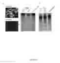 Fig. 60 - DELIVERY, USE AND THERAPEUTIC APPLICATIONS OF THE CRISPR-CAS SYSTEMS AND COMPOSITIONS FOR TARGETING DISORDERS AND DISEASES USING PARTICLE DELIVERY COMPONENTS