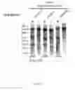 Fig. 67 - DELIVERY, USE AND THERAPEUTIC APPLICATIONS OF THE CRISPR-CAS SYSTEMS AND COMPOSITIONS FOR TARGETING DISORDERS AND DISEASES USING PARTICLE DELIVERY COMPONENTS