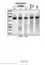 Fig. 71 - DELIVERY, USE AND THERAPEUTIC APPLICATIONS OF THE CRISPR-CAS SYSTEMS AND COMPOSITIONS FOR TARGETING DISORDERS AND DISEASES USING PARTICLE DELIVERY COMPONENTS