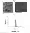 Fig. 07 - Extracellular vesicles derived from Gram-positive bacteria, and use thereof