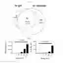 Fig. 08 - Extracellular vesicles derived from Gram-positive bacteria, and use thereof