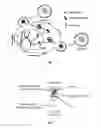 Fig. 02 - Method for measuring cell-free virus particles from dried blood spots