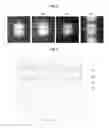 Fig. 08 - Light conversion substrate and light emitting package and automobile lamp including the same