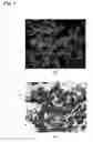 Fig. 09 - POLYMER PARTICLE CONTAINING FLUORESCENT MOLECULE AND  METHOD FOR PRODUCING THE SAME