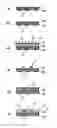 Fig. 01 - Optical waveguide and dry film for optical waveguide production