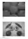 Fig. 02 - Peach tree named 'CRISPDIVA'