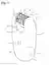 Fig. 02 - Epilating device having open configuration