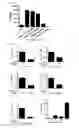 Fig. 12 - COMPOSITION USING METFORMIN FOR PREVENTING OR TREATING IMMUNE DISEASES INCLUDING LUPUS