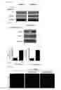 Fig. 15 - COMPOSITION USING METFORMIN FOR PREVENTING OR TREATING IMMUNE DISEASES INCLUDING LUPUS