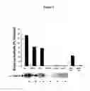 Fig. 06 - Methods for treatment of Fabry disease