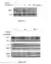 Fig. 02 - Method of Treating Lung Adenocarcinoma