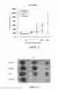 Fig. 06 - DRUG COMPOSITION FOR TREATING TUMORS AND APPLICATION THEREOF