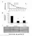 Fig. 10 - Methods and compositions for the treatment of ischemic injury to tissue using therapeutic hypothermia