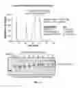 Fig. 42 - Polynucleotides having bioreversible groups