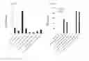 Fig. 13 - Depletion of cancer stem cells