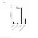 Fig. 19 - Depletion of cancer stem cells