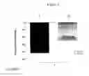 Fig. 07 - EXENDINS TO LOWER CHOLESTEROL AND TRIGLYCERIDES