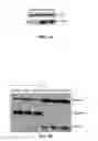 Fig. 02 - Use of miR-494 to modulate TRAIL-induced apoptosis through BIM down-regulation