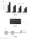 Fig. 05 - Use of miR-494 to modulate TRAIL-induced apoptosis through BIM down-regulation
