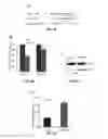 Fig. 06 - Use of miR-494 to modulate TRAIL-induced apoptosis through BIM down-regulation