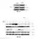 Fig. 07 - Use of miR-494 to modulate TRAIL-induced apoptosis through BIM down-regulation