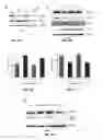 Fig. 09 - Use of miR-494 to modulate TRAIL-induced apoptosis through BIM down-regulation
