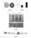 Fig. 10 - Use of miR-494 to modulate TRAIL-induced apoptosis through BIM down-regulation