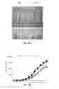 Fig. 17 - Use of miR-494 to modulate TRAIL-induced apoptosis through BIM down-regulation