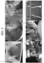 Fig. 05 - Nonspecific immunostimulator composition, method of preparation the same, and its use