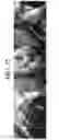 Fig. 16 - Nonspecific immunostimulator composition, method of preparation the same, and its use