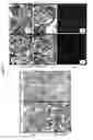 Fig. 03 - Organ/tissue decellularization, framework maintenance and recellularization