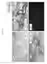 Fig. 16 - Organ/tissue decellularization, framework maintenance and recellularization